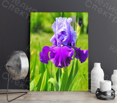 Фотография на холсте 40х50см «Ирис» — фото