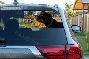 Наклейки на автомобиль «Собака» — фото 1