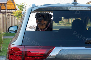 Наклейки на автомобиль «Собака» — фото 2