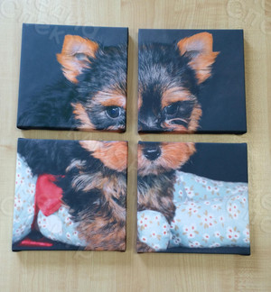 Модульная картина на холсте 40х40см «Собака с шаром» — фото 1