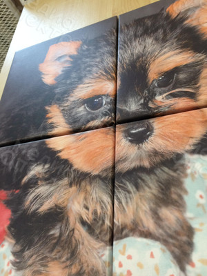 Модульная картина на холсте 40х40см «Собака с шаром» — фото 3