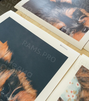 Модульная картина на холсте 40х40см «Собака с шаром» — фото 5