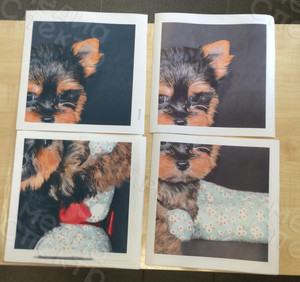 Модульная картина на холсте 40х40см «Собака с шаром» — фото 4