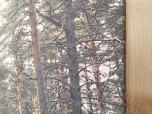 Фотокартина на холсте 60х40см «Прогулка в сосновом лесу» — фото 2