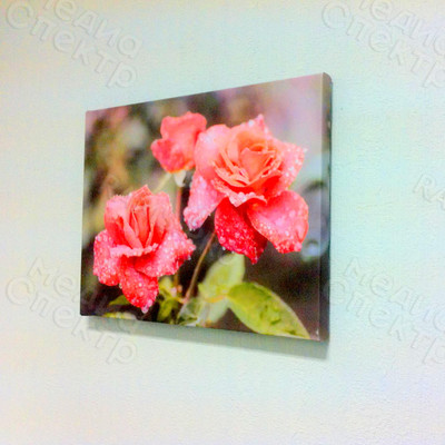Фотокартины на холстах 40х30см «Цветы красные розы» — фото