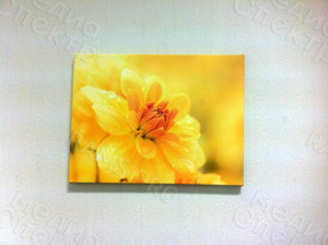 Фотокартины на холстах 40х30см «Цветы желтые» — фото 2
